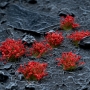 Gamers Grass - Red Flowers (Wild)